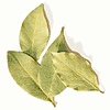Defne Yapragi - Bay Leaves